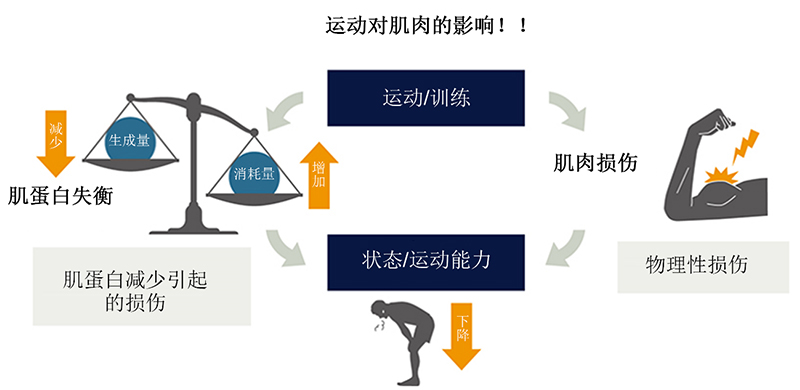 “富含亮氨酸的必需氨基酸混合物”可在运动中使肌肉保持良好状态！还有助于运动后缓解疲劳！