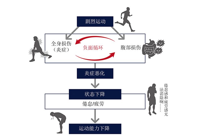 “胱氨酸/谷氨酰胺混合物”可预防运动时的疲劳！