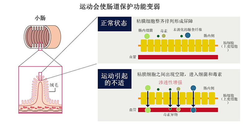 “胱氨酸/谷氨酰胺混合物”可预防运动时的疲劳！