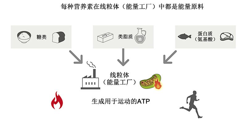 运动能力与能量使用之间的关系！“胱氨酸”可将类脂质作为能量源加以利用，从而帮助我们缓解疲劳