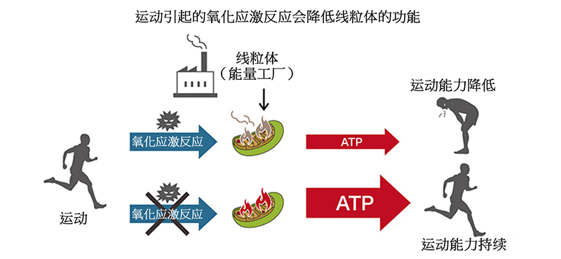 运动能力与能量使用之间的关系！“胱氨酸”可将类脂质作为能量源加以利用，从而帮助我们缓解疲劳