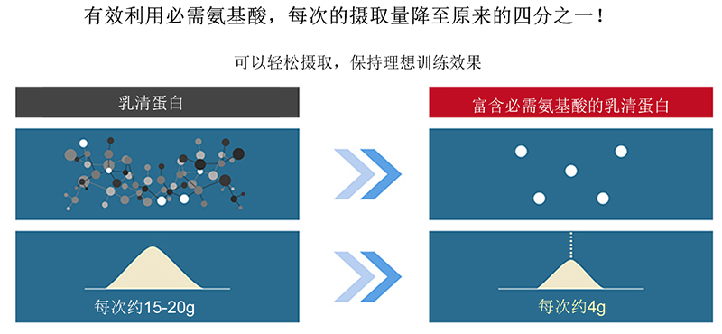 “富含必需氨基酸的乳清蛋白”能够提高训练中肌肉量的增加效率