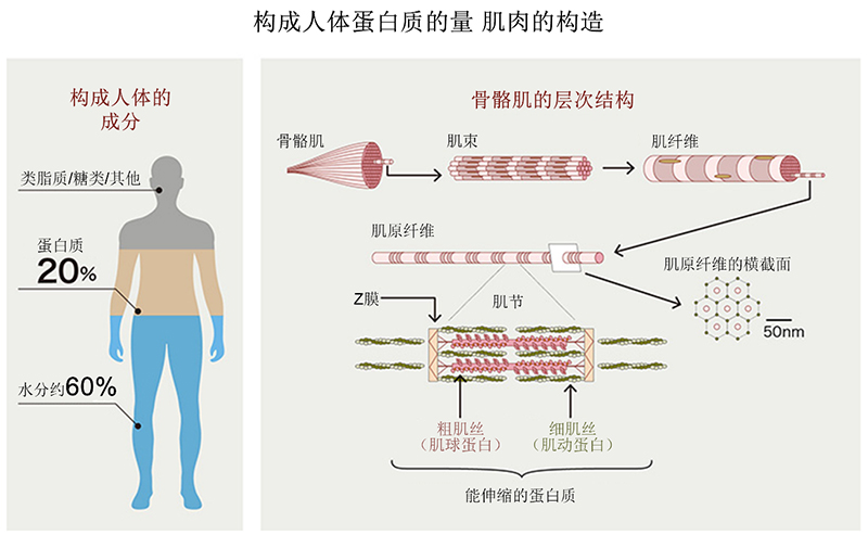 构成人体大部分的氨基酸与肌肉是什么关系？运动时肌肉会减少！