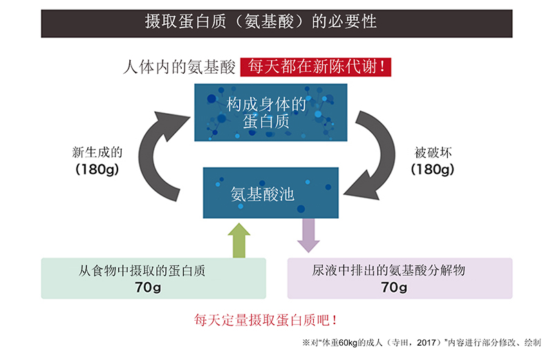 构成人体大部分的氨基酸与肌肉是什么关系？运动时肌肉会减少！