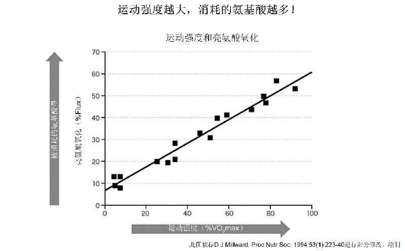 构成人体大部分的氨基酸与肌肉是什么关系？运动时肌肉会减少！