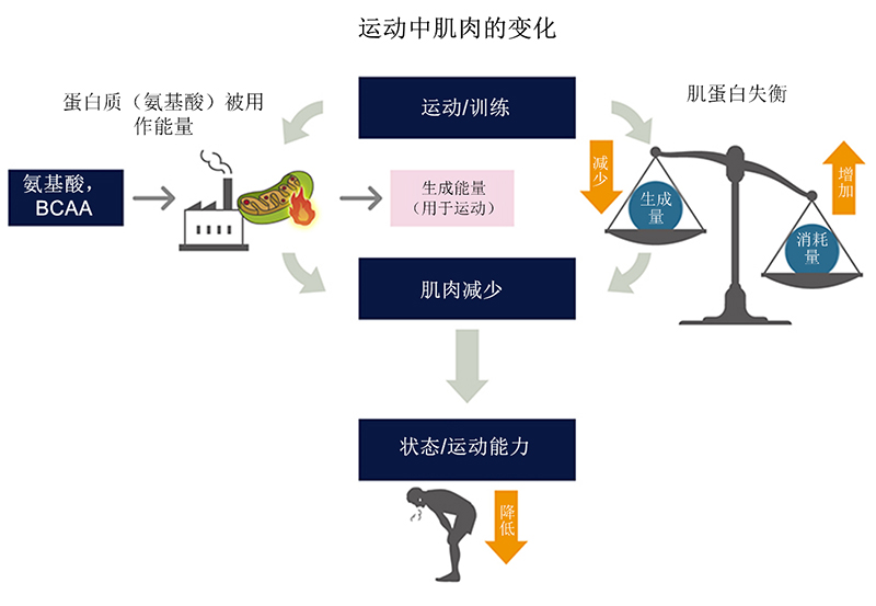 构成人体大部分的氨基酸与肌肉是什么关系？运动时肌肉会减少！