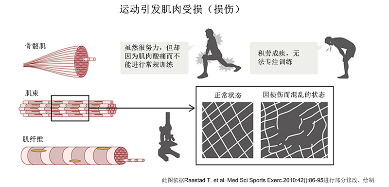 肌肉“尽早恢复”对于发挥理想运动水平至关重要。那么，具体该怎么做呢？