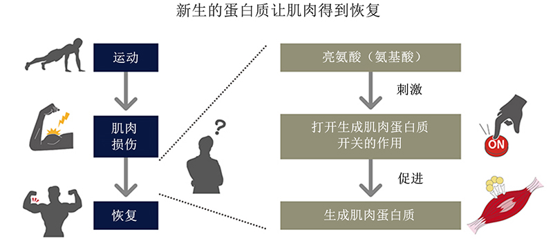 肌肉“尽早恢复”对于发挥理想运动水平至关重要。那么，具体该怎么做呢？