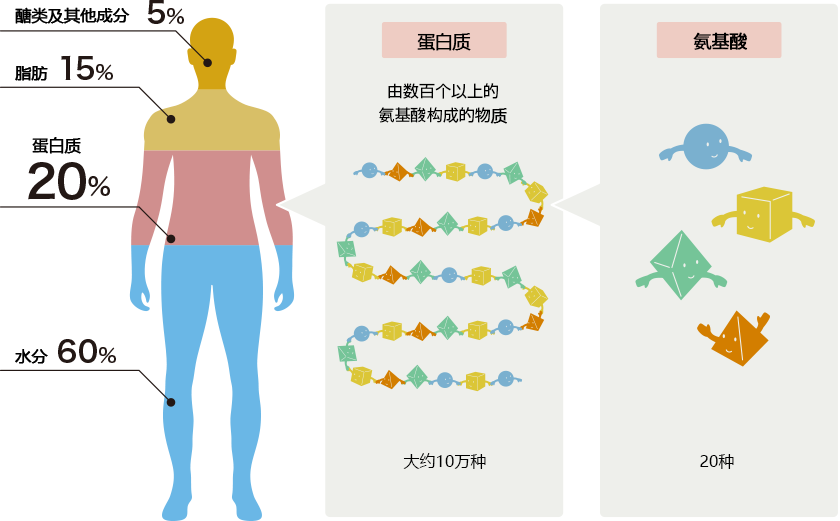 カラダの20%はタンパク質