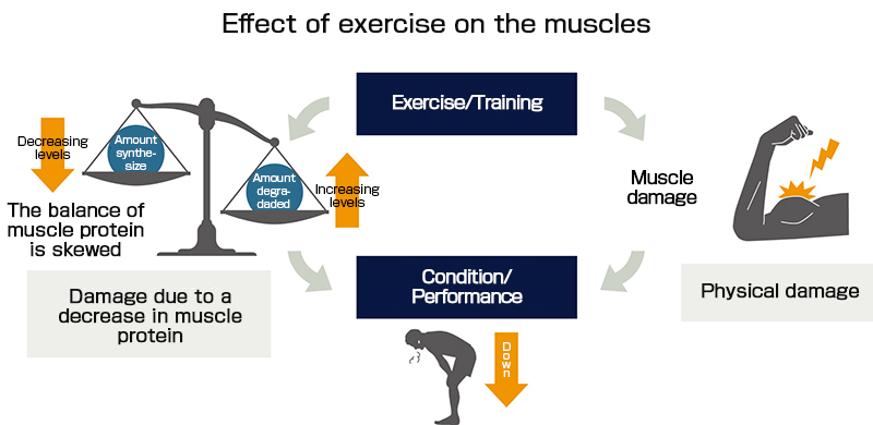 A "Leucine-enriched essential amino acid mixture" maintains the condition of muscles during exercise! It also supports recovery from fatigue after exercise!
