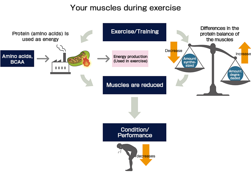 What is the relationship between amino acids and muscles that make up most of the body? Muscles are consumed during exercise!