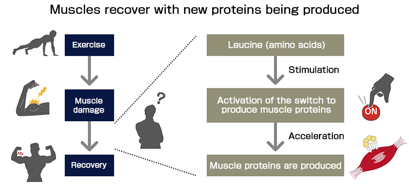 Rapid recovery for muscles is important to achieve optimum performance. What should we do?
