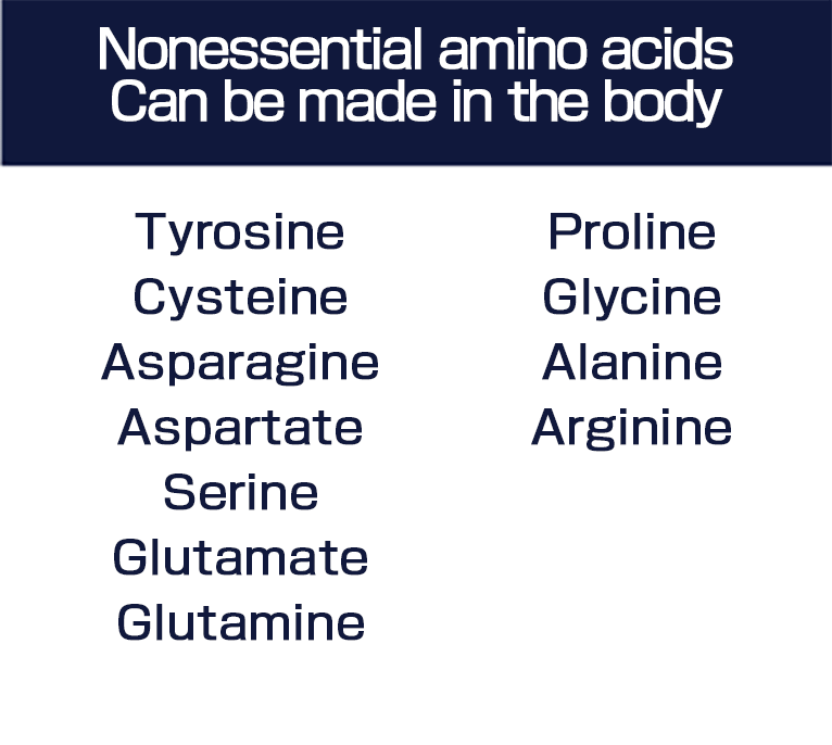 Nonessential amino acids  Can be made in the body Tyrosine  Cysteine  Asparagine acid  Asparagine  Serine  Glutamic acid  Glutamine  Proline  Glycine  Alanine  Arginine