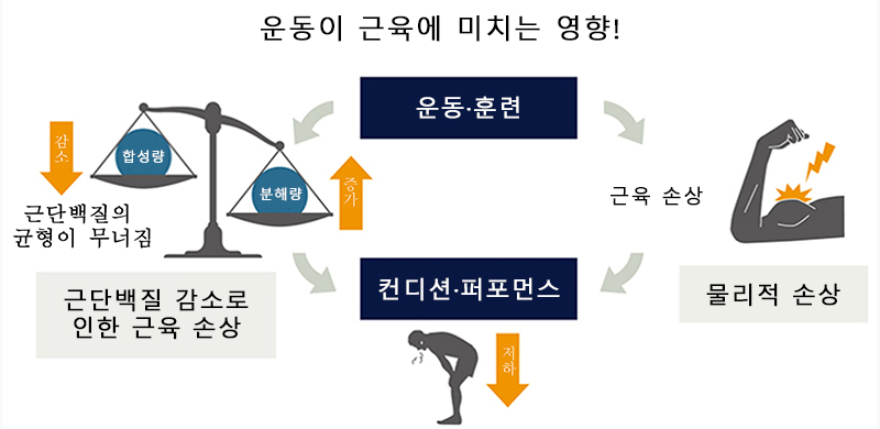 운동 중 근육의 컨디션을 유지하는 “류신 고배합 필수 아미노산!” 운동 후 피로 회복에 효과적!