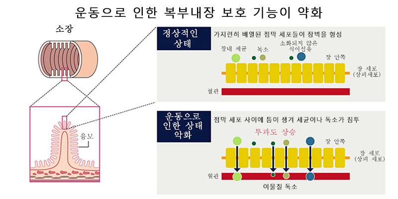 운동 중 피로를 예방하는 “시스틴·글루타민”!