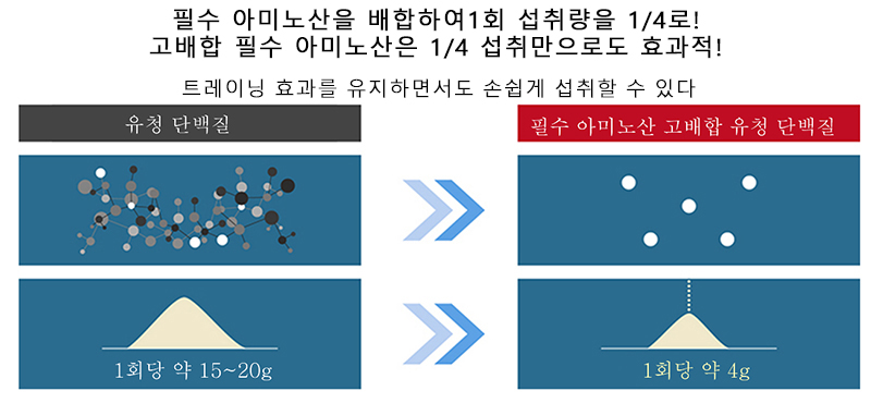 트레이닝과 함께 근단백 합성을 높여주는 “필수 아미노산 고배합 유청 단백질”