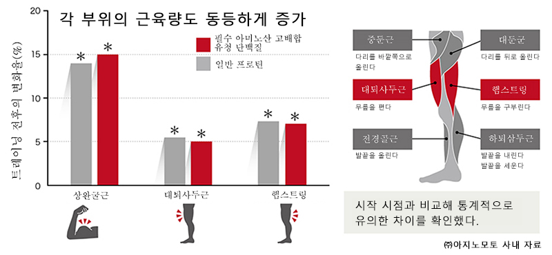 트레이닝과 함께 근단백 합성을 높여주는 “필수 아미노산 고배합 유청 단백질”