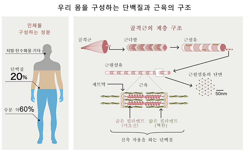 우리 몸을 구성하는 아미노산과 근육의 관계는? 운동 중에도 근육은 감소한다!