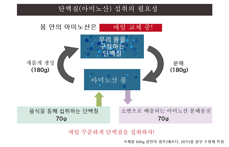 우리 몸을 구성하는 아미노산과 근육의 관계는? 운동 중에도 근육은 감소한다!