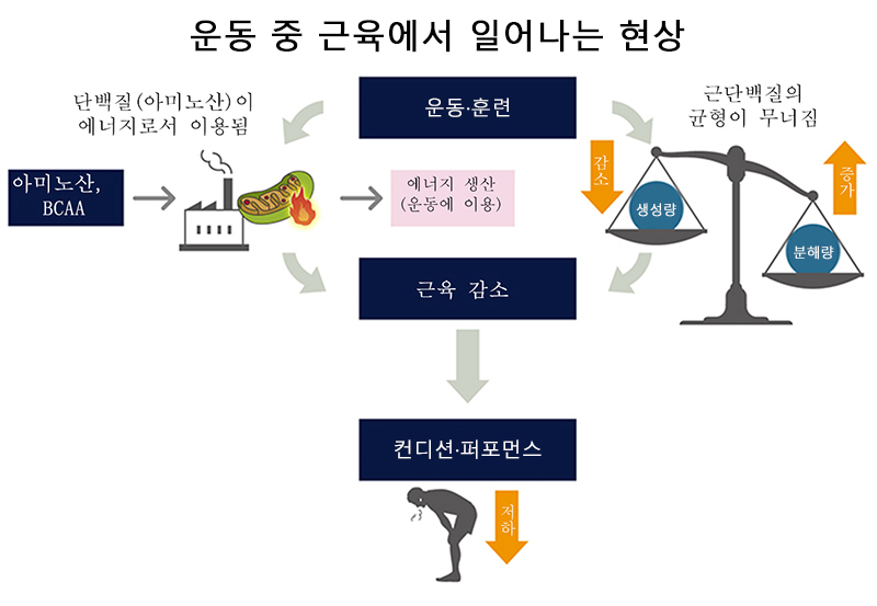 우리 몸을 구성하는 아미노산과 근육의 관계는? 운동 중에도 근육은 감소한다!