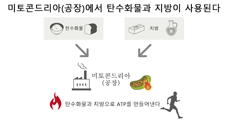 체내 지방을 에너지원으로 적극 활용해 지구력을 향상시키자!