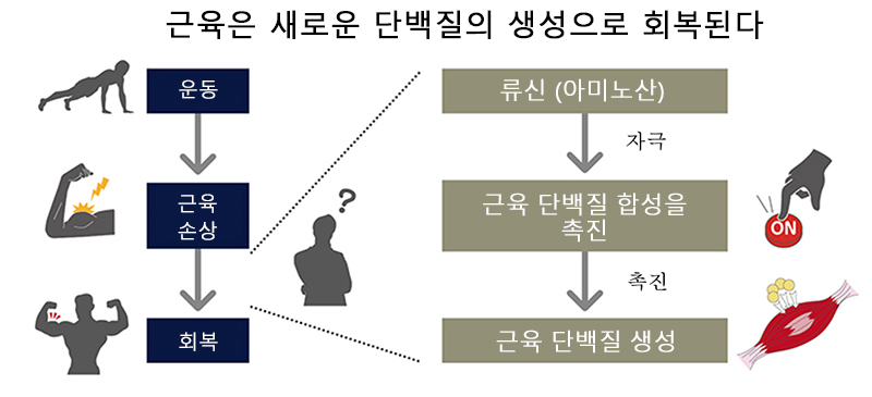 운동 퍼포먼스를 발휘하기 위해 중요한 것은 회복! 그 구체적인 방법은?