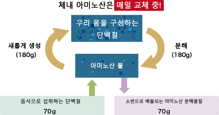 체내 아미노산은 매일 교체 중!