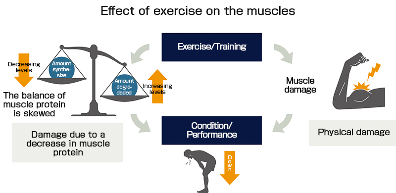 Effects of exercise on muscles