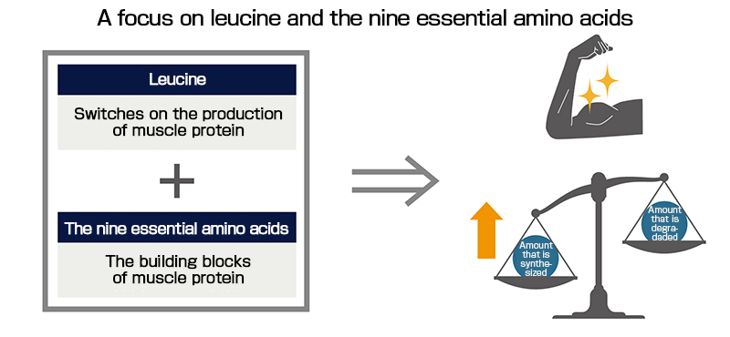 Leucine and nine essential amino acids help produce muscle protein