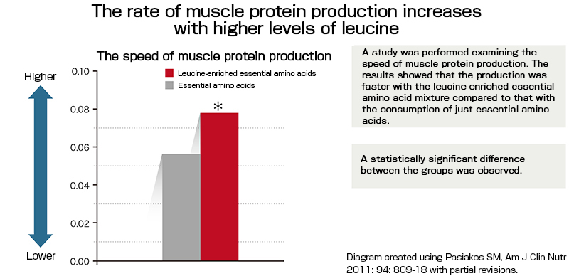 Increasing the amount of leucine helps speed up muscle protein production
