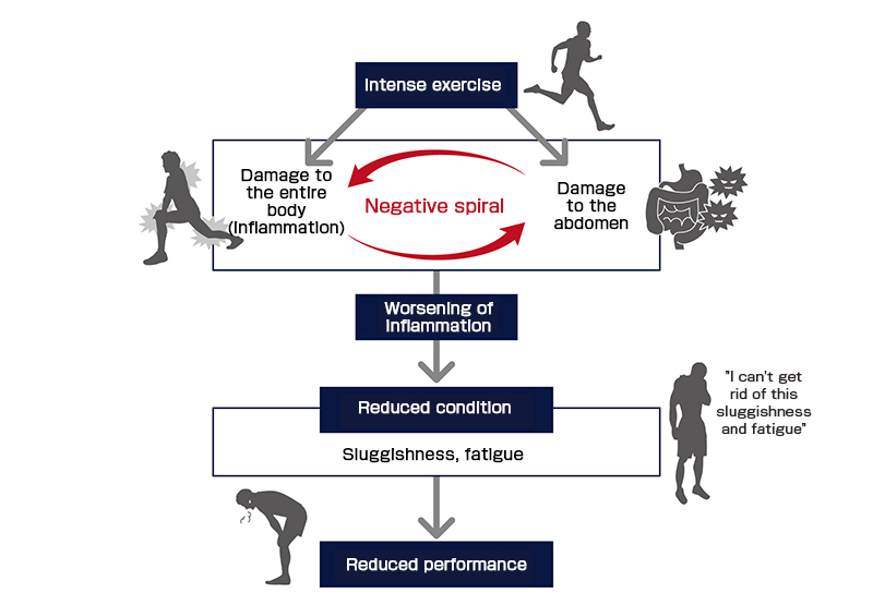 Damage caused by exercise reduces performance