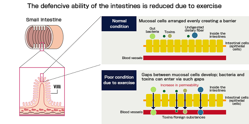 Exercise reduces the intestinal defenses