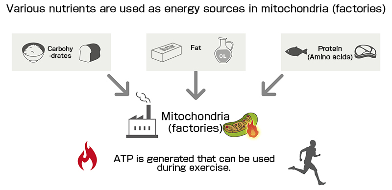 As mitocôndrias utilizam carboidratos, lipídios e proteínas como fontes de energia.