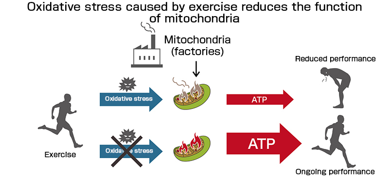 O estresse oxidativo induzido pelo exercício reduz a função mitocondrial.