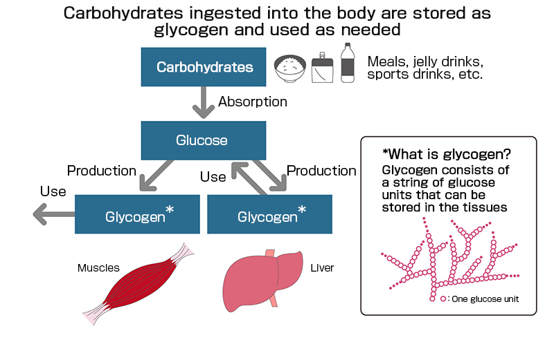 Carbohydrates are stored in glycogen and used slowly