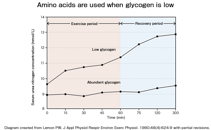 The relationship between glycogen stores and amino acid utilization