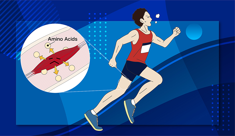 What is the relationship between amino acids, which make up most of the body, and muscles? Muscles are reduced during exercise!