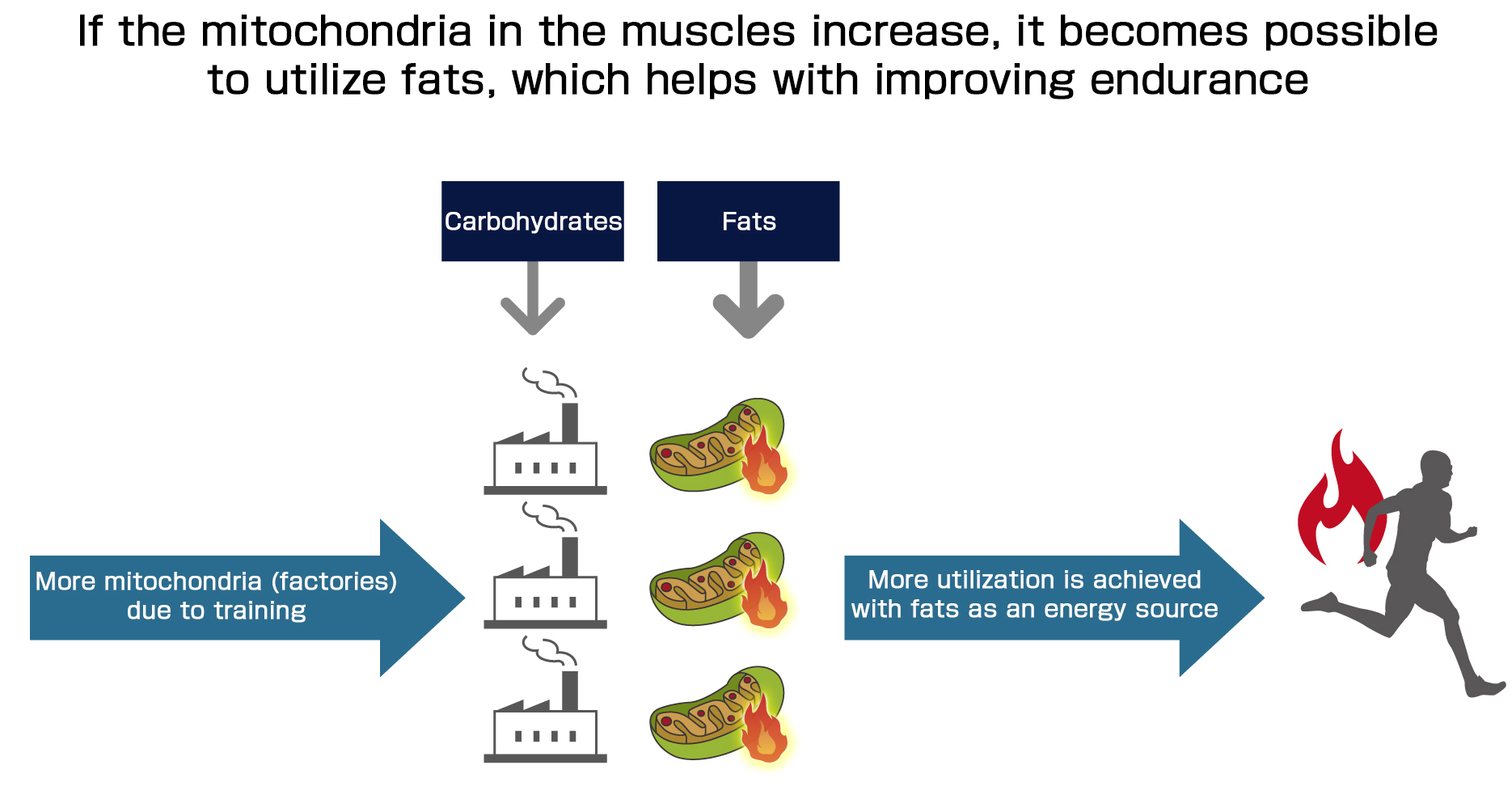 Increasing muscle mitochondria allows for better utilization of lipids, which helps improve endurance.