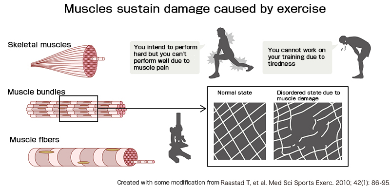 Muscles are damaged by exercise