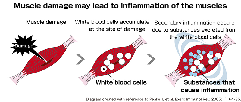 Muscle damage leads to further muscle inflammation