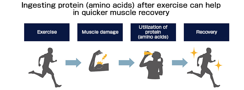 Intake of protein (amino acids) after exercise accelerates muscle recovery