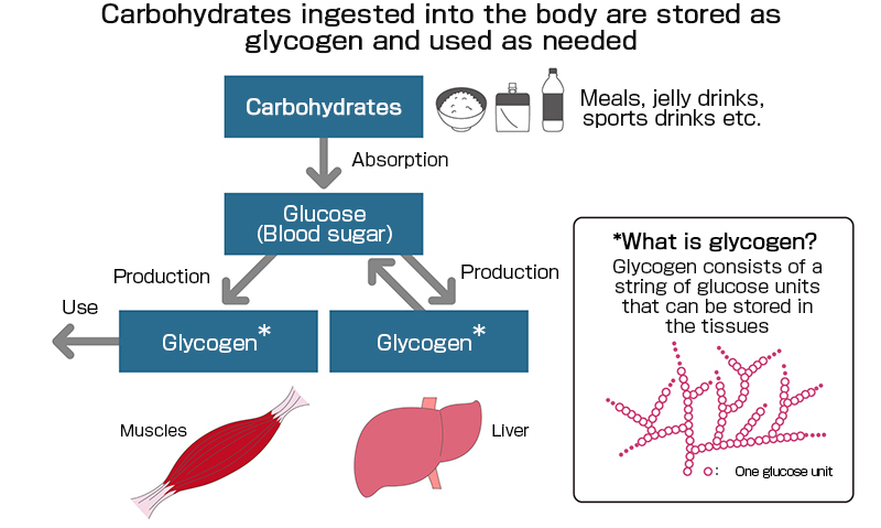 Ingested carbohydrates are stored as glycogen and used little by little.