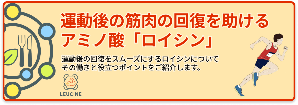 運動後の筋肉の回復を助けるアミノ酸「ロイシン」