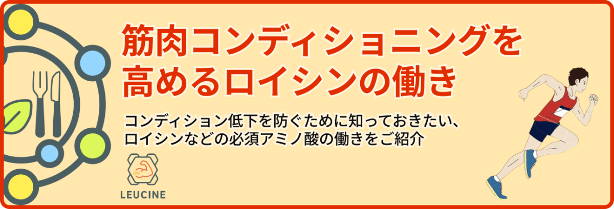 筋肉コンディショニングを高めるロイシンの働き