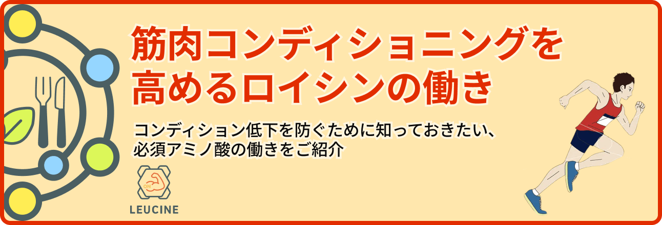 筋肉コンディションを高めるロイシンの働き