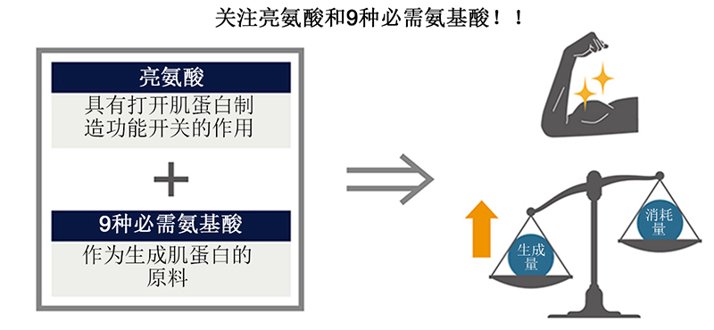亮氨酸和九种必需氨基酸有助于肌肉蛋白质的生成。