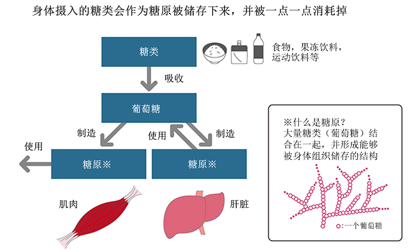 碳水化合物以糖原的形式储存,并缓慢利用。