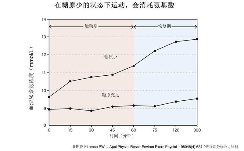 糖原储备与氨基酸利用之间的关系