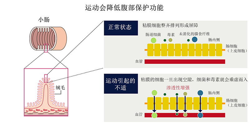 运动会降低胃的保护功能