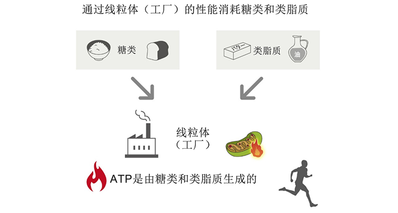 线粒体利用碳水化合物和脂质产生ATP。